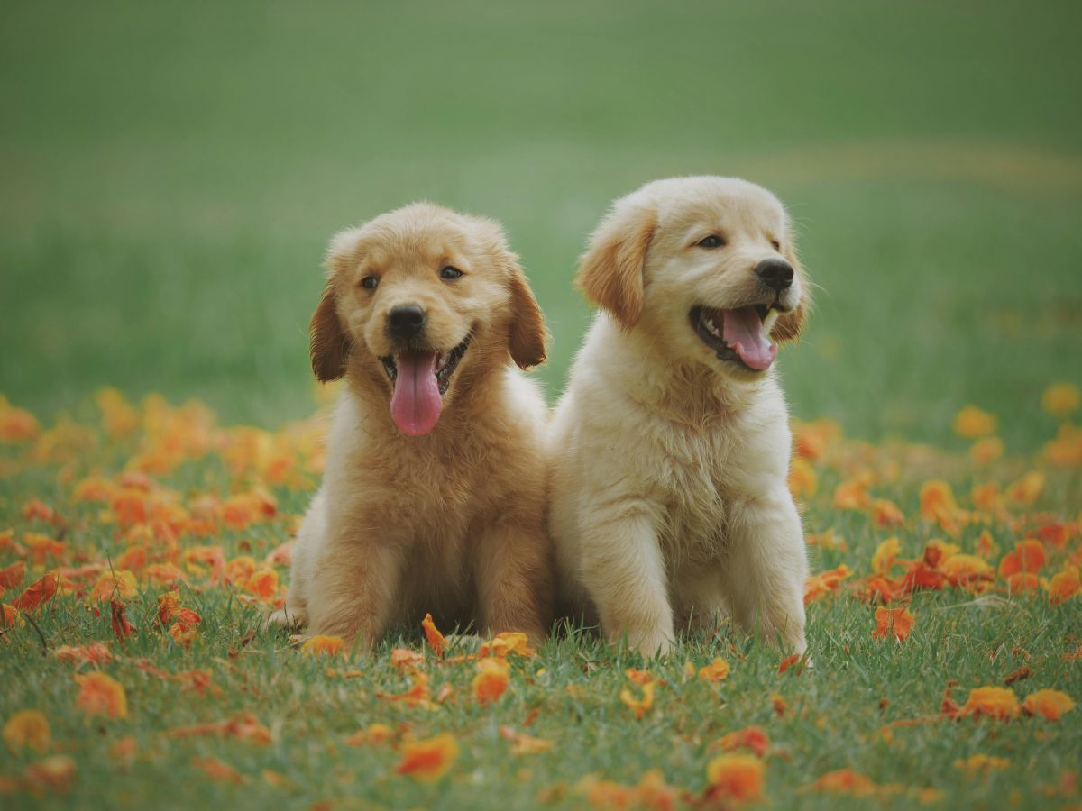 Alquiler con mascota: derechos y obligaciones legales