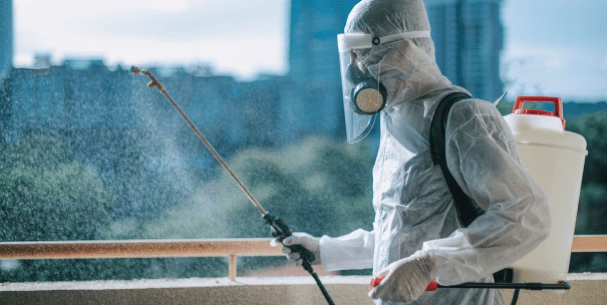 Derechos legales si la vivienda alquilada tiene plagas